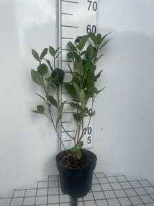 Aronia prunifolia 'Viking' 50-60 cm cont. 3,0L - afbeelding 2