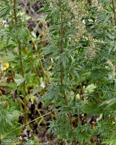 Artemisia vulgaris geen maat specificatie 0,55L/P9cm - image 4