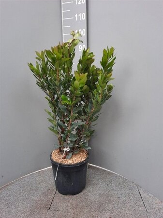 Arbutus unedo 60-80 cm cont. 10L
