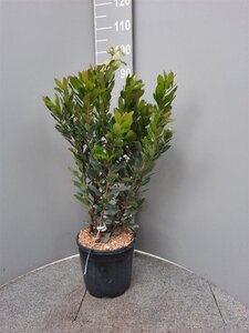Arbutus unedo 60-80 cm cont. 10L