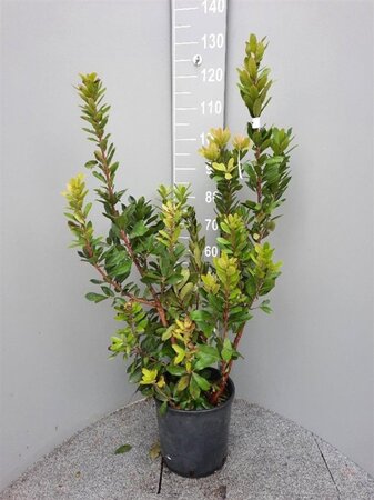 Arbutus unedo 80-100 cm cont. 9L