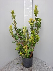Arbutus unedo 80-100 cm cont. 9L