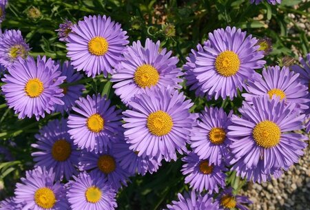 Aster alpinus 'Goliath' geen maat specificatie 0,55L/P9cm - afbeelding 1