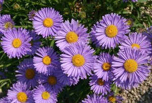 Aster alpinus 'Goliath' geen maat specificatie 0,55L/P9cm - afbeelding 1