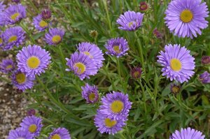 Aster alpinus 'Goliath' geen maat specificatie 0,55L/P9cm