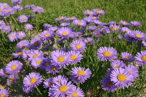 Aster alpinus 'Goliath' geen maat specificatie 0,55L/P9cm - afbeelding 3