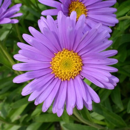 Aster alpinus geen maat specificatie 0,55L/P9cm - afbeelding 5