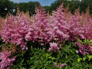 Astilbe (A) 'Anita Pfeifer' geen maat specificatie 0,55L/P9cm