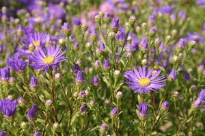 Aster amellus 'Veilchenkönigin' geen maat specificatie 0,55L/P9cm - afbeelding 1