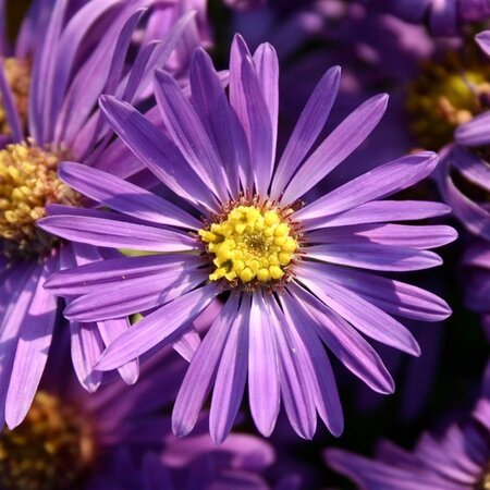 Aster amellus 'Veilchenkönigin' geen maat specificatie 0,55L/P9cm - afbeelding 2