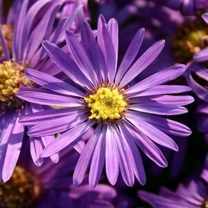 Aster amellus 'Veilchenkönigin' geen maat specificatie 0,55L/P9cm - afbeelding 2