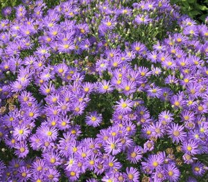 Aster amellus 'Veilchenkönigin' geen maat specificatie 0,55L/P9cm - afbeelding 3