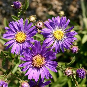 Aster amellus 'Veilchenkönigin' geen maat specificatie 0,55L/P9cm - afbeelding 4