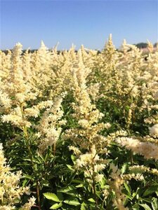 Astilbe (A) 'Astary White' geen maat specificatie 0,55L/P9cm