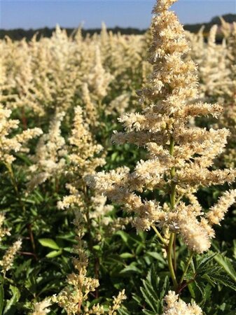 Astilbe (A) 'Astary White' geen maat specificatie 0,55L/P9cm - afbeelding 2