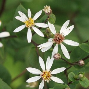 Aster divaricatus 'Tradescant' geen maat specificatie 0,55L/P9cm - afbeelding 3