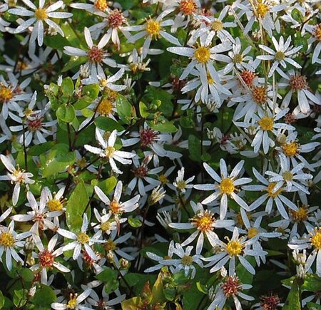 Aster divaricatus 'Tradescant' geen maat specificatie 0,55L/P9cm - afbeelding 5