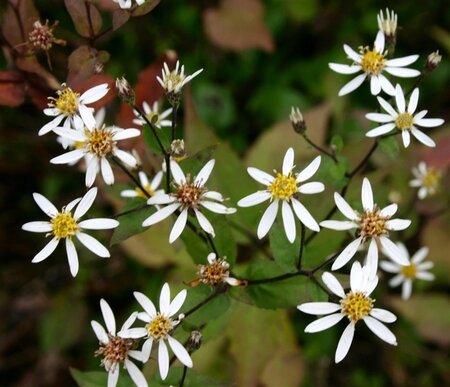 Aster divaricatus 'Tradescant' geen maat specificatie 0,55L/P9cm - afbeelding 6