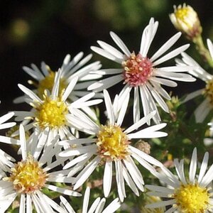 Aster ericoides 'Golden Spray' geen maat specificatie 0,55L/P9cm - afbeelding 1
