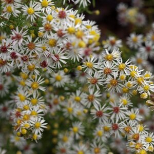 Aster ericoides 'Golden Spray' geen maat specificatie 0,55L/P9cm - afbeelding 3