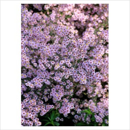 Aster ericoides 'Pink Cloud' geen maat specificatie 0,55L/P9cm - afbeelding 1