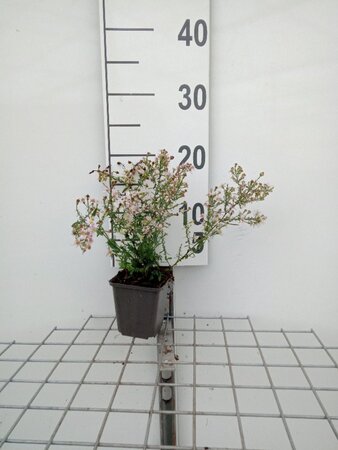 Aster ericoides 'Pink Cloud' geen maat specificatie 0,55L/P9cm - afbeelding 5