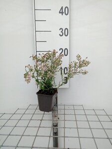 Aster ericoides 'Pink Cloud' geen maat specificatie 0,55L/P9cm - afbeelding 5