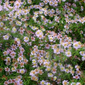 Aster ericoides 'Pink Cloud' geen maat specificatie 0,55L/P9cm - afbeelding 2