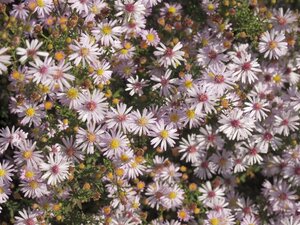 Aster ericoides 'Pink Cloud' geen maat specificatie 0,55L/P9cm - afbeelding 3