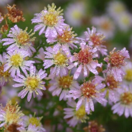 Aster ericoides 'Pink Cloud' geen maat specificatie 0,55L/P9cm - afbeelding 4