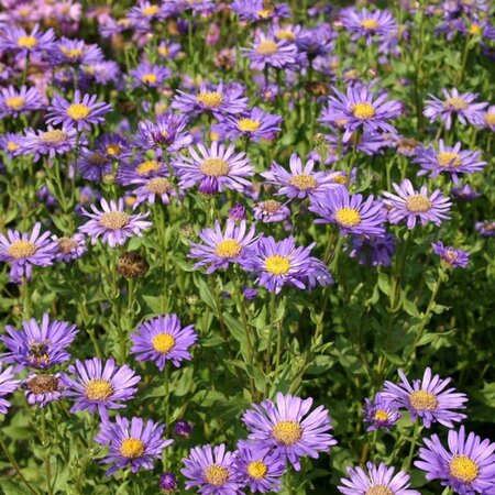 Aster frikartii 'Jungfrau' geen maat specificatie 0,55L/P9cm - afbeelding 1