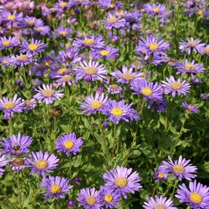 Aster frikartii 'Jungfrau' geen maat specificatie 0,55L/P9cm