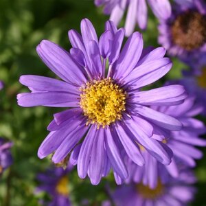 Aster frikartii 'Jungfrau' geen maat specificatie 0,55L/P9cm - afbeelding 2