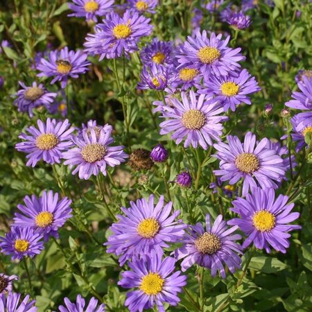 Aster frikartii 'Jungfrau' geen maat specificatie 0,55L/P9cm - afbeelding 3