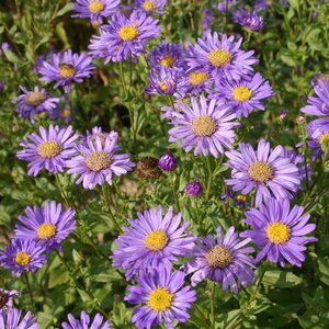 Aster frikartii 'Jungfrau' geen maat specificatie 0,55L/P9cm - afbeelding 3