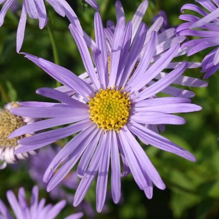 Aster frikartii 'Wunder von Stäfa' geen maat specificatie 0,55L/P9cm - afbeelding 2