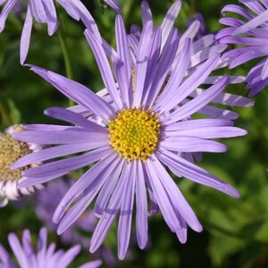 Aster frikartii 'Wunder von Stäfa' geen maat specificatie 0,55L/P9cm - afbeelding 2
