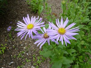 Aster frikartii 'Wunder von Stäfa' geen maat specificatie 0,55L/P9cm