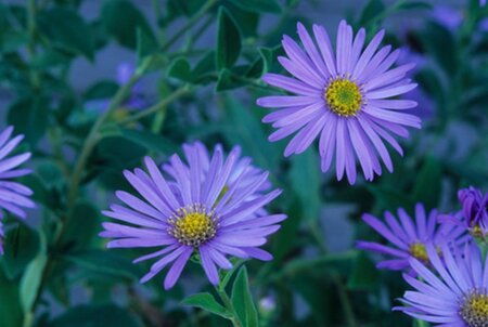 Aster frikartii 'Wunder von Stäfa' geen maat specificatie 0,55L/P9cm - afbeelding 2