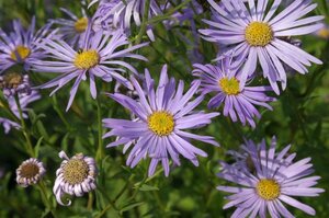 Aster frikartii 'Wunder von Stäfa' geen maat specificatie 0,55L/P9cm - afbeelding 3