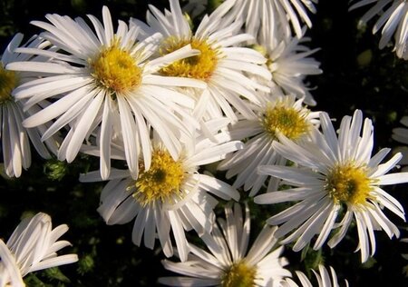 Aster (D) 'Kristina' geen maat specificatie 0,55L/P9cm - afbeelding 1