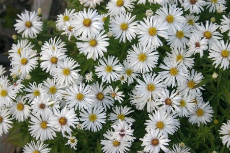 Aster (D) 'Kristina' geen maat specificatie 0,55L/P9cm - afbeelding 2