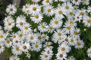 Aster (D) 'Kristina' geen maat specificatie 0,55L/P9cm - afbeelding 2