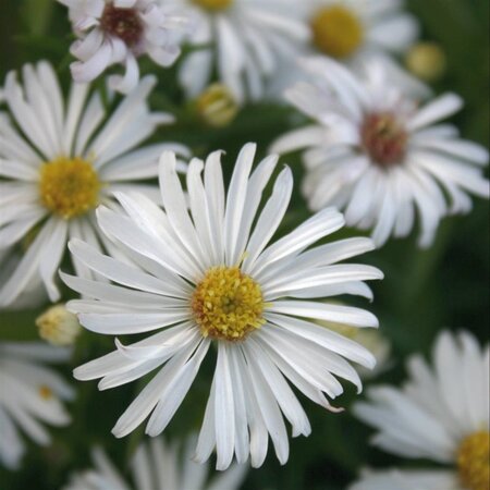 Aster (D) 'Kristina' geen maat specificatie 0,55L/P9cm - afbeelding 3