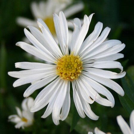 Aster (D) 'Kristina' geen maat specificatie 0,55L/P9cm - afbeelding 4