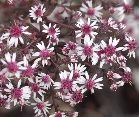 Aster l. 'Prince' geen maat specificatie 0,55L/P9cm - afbeelding 1