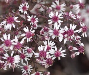 Aster l. 'Prince' geen maat specificatie 0,55L/P9cm - afbeelding 1