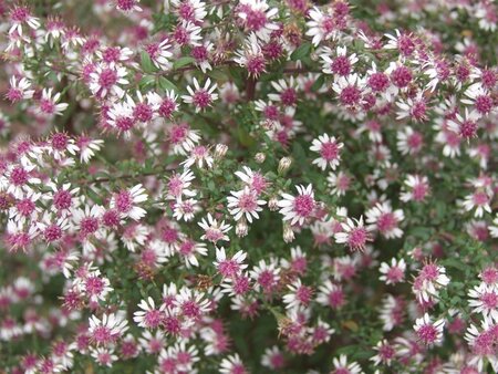Aster l. 'Prince' geen maat specificatie 0,55L/P9cm - afbeelding 2