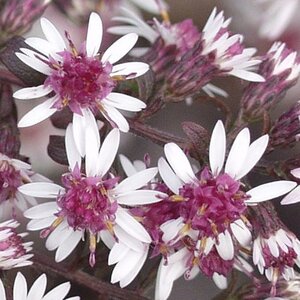 Aster l. 'Prince' geen maat specificatie 0,55L/P9cm - afbeelding 3