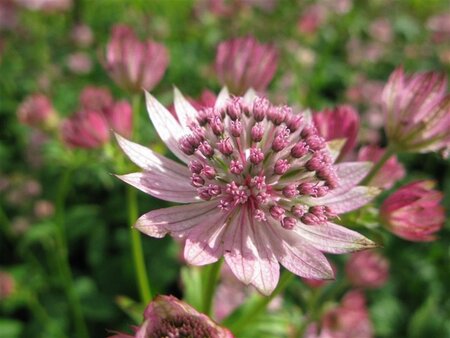 Astrantia maj. 'Pink Pride' geen maat specificatie 0,55L/P9cm - afbeelding 2